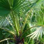 Washingtonia, Washington palm: planting, growing and care