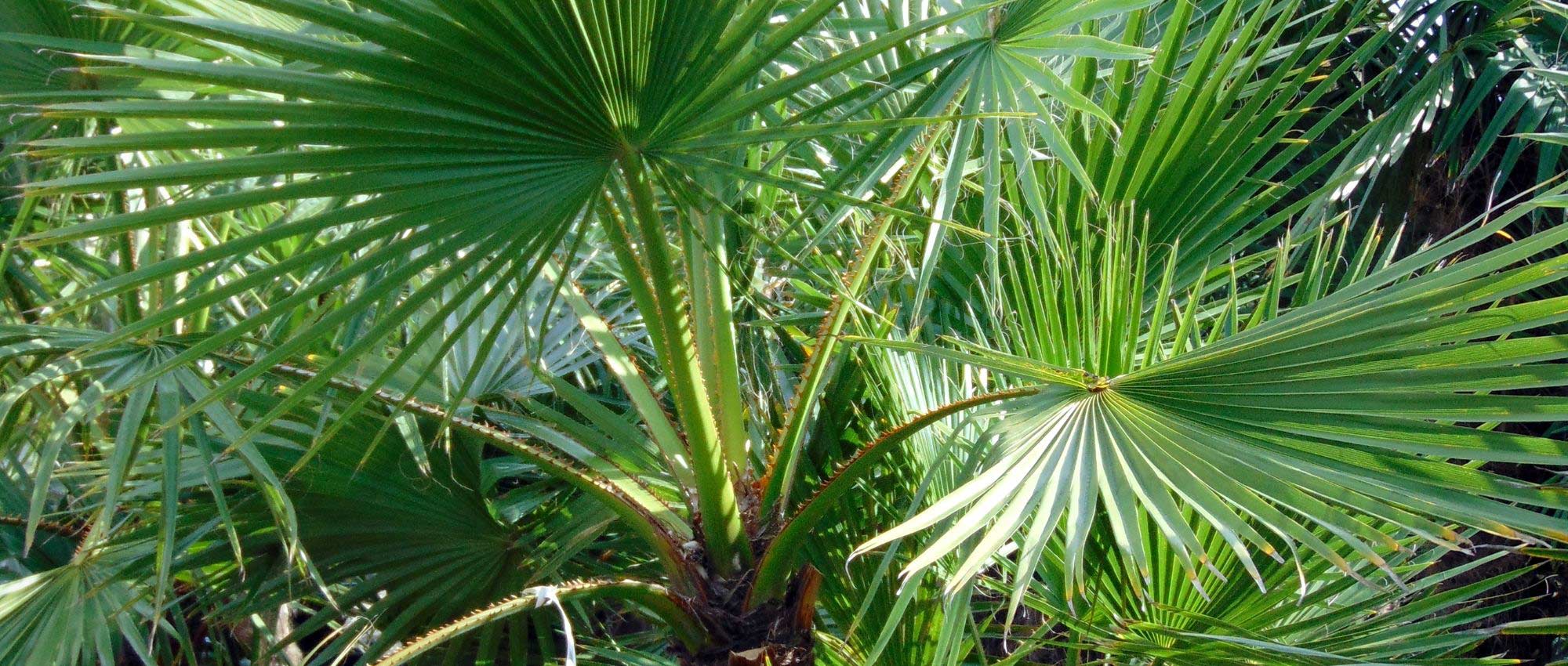 Washingtonia, Washington palm: planting, growing and care