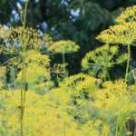 Dill: sowing, planting, benefits