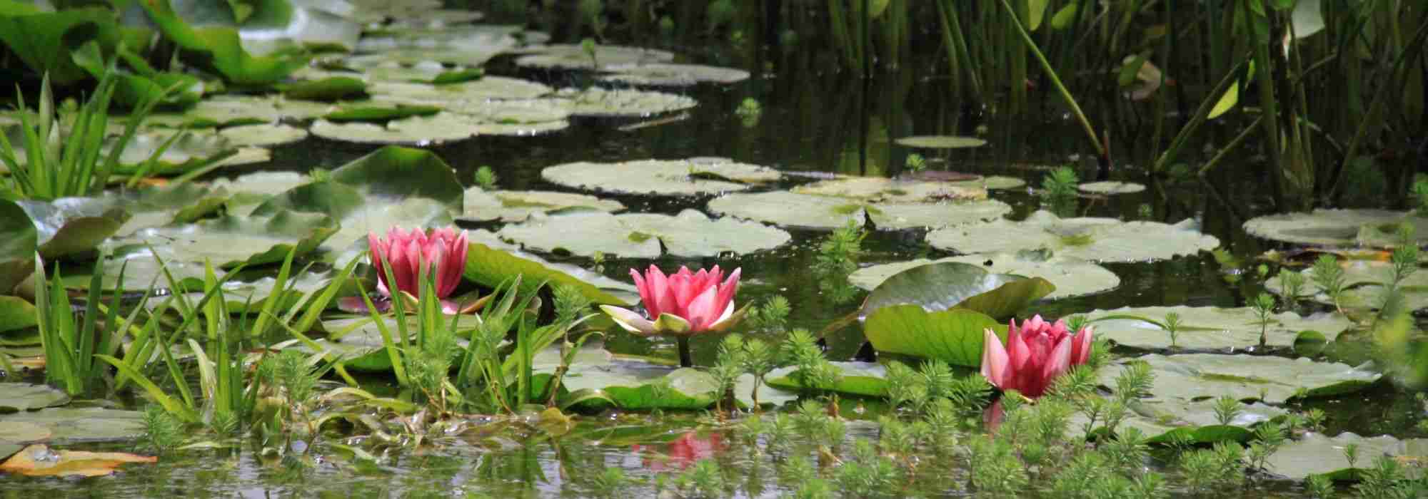 Choosing aquatic plants for a pond or a basin