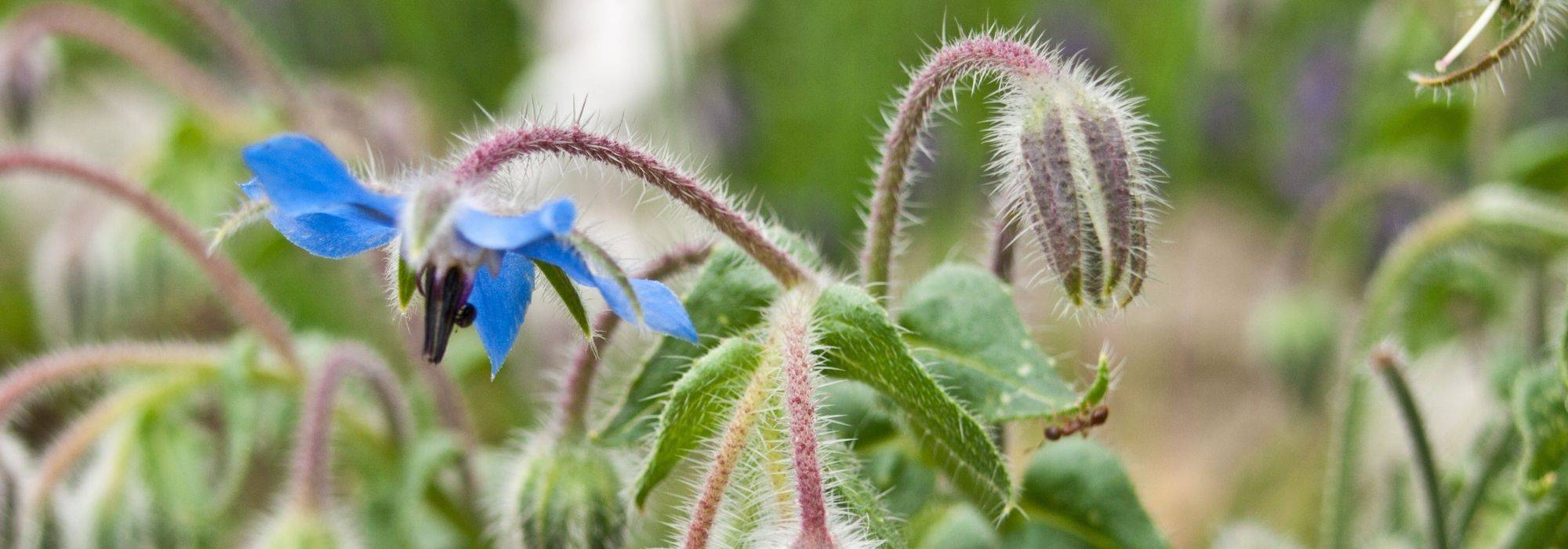 Borage: sowing, harvest, benefits