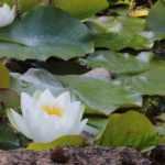 Where and how to plant plants in and around a pond?