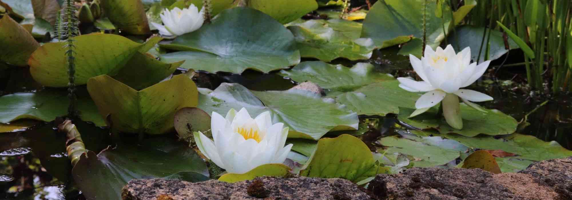 Where and how to plant plants in and around a pond?