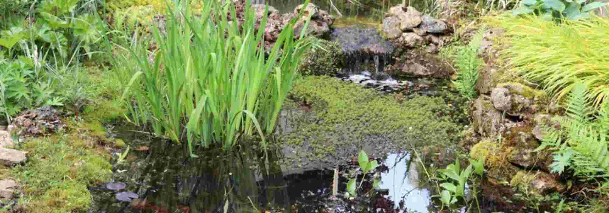 Creating a natural pond in your garden