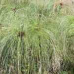 Papyrus, Cyperus: planting and care