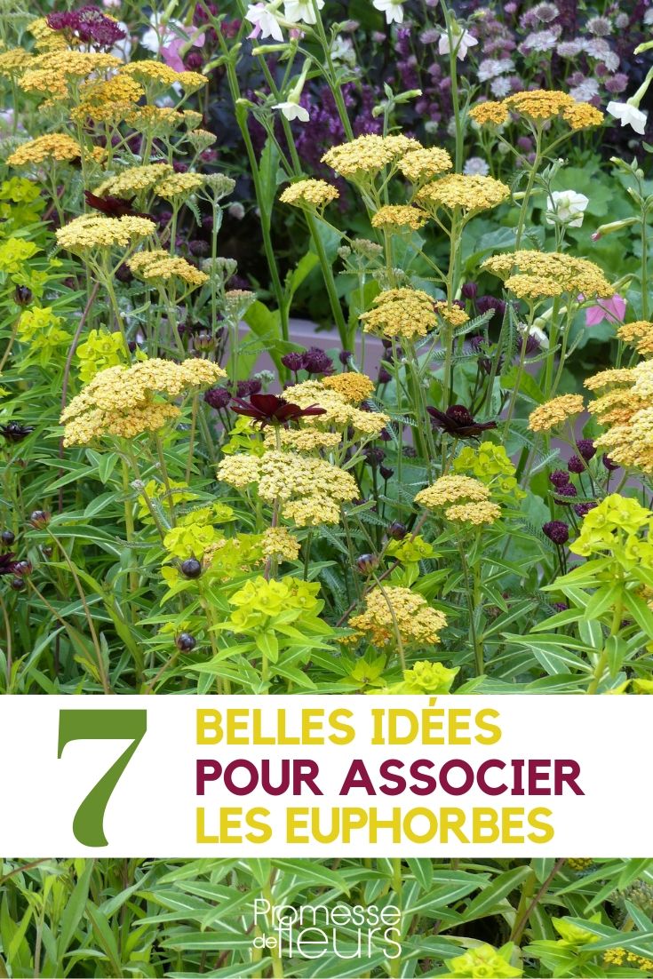 Ideas for Pairing Euphorbias