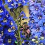 10 perennial plants with blue flowers you must have in your garden