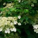Climbing plants for shade: which ones to choose?