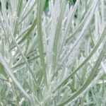 Helichrysum, curry plant, everlastings: sowing, planting, caring for