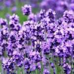 Lavender: which one to choose?