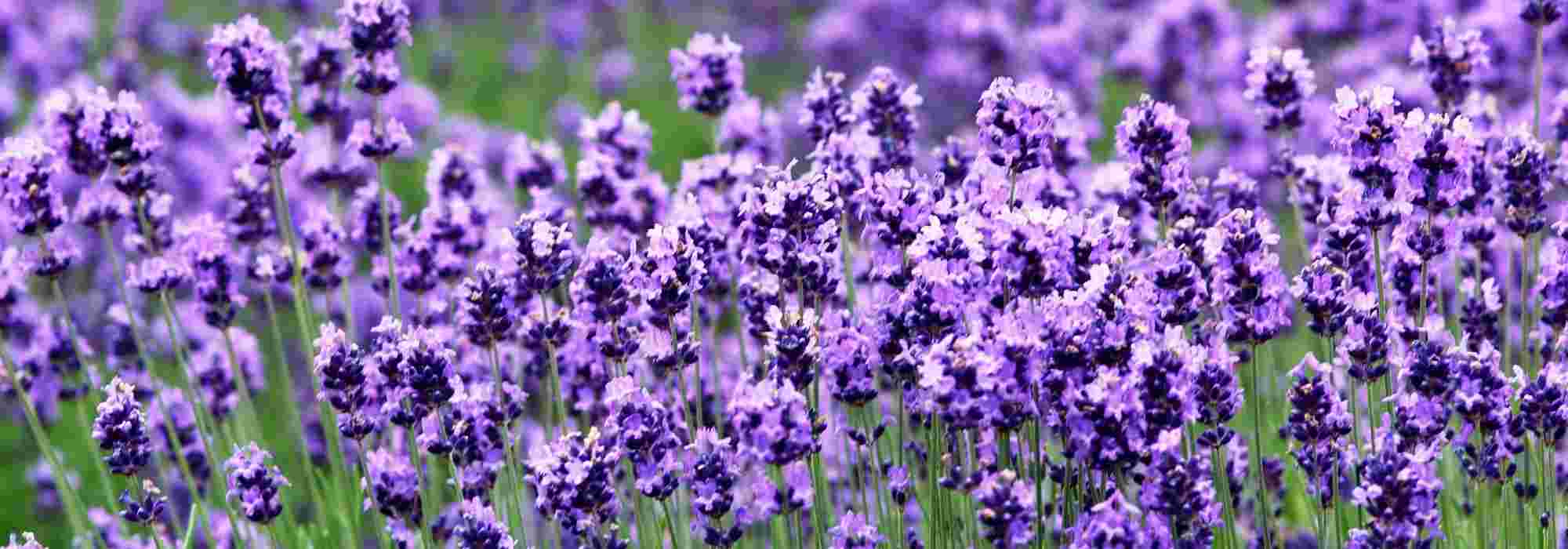 Lavender: which one to choose?
