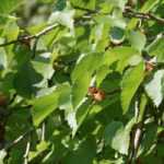 Mulberry, Morus: planting, pruning and care