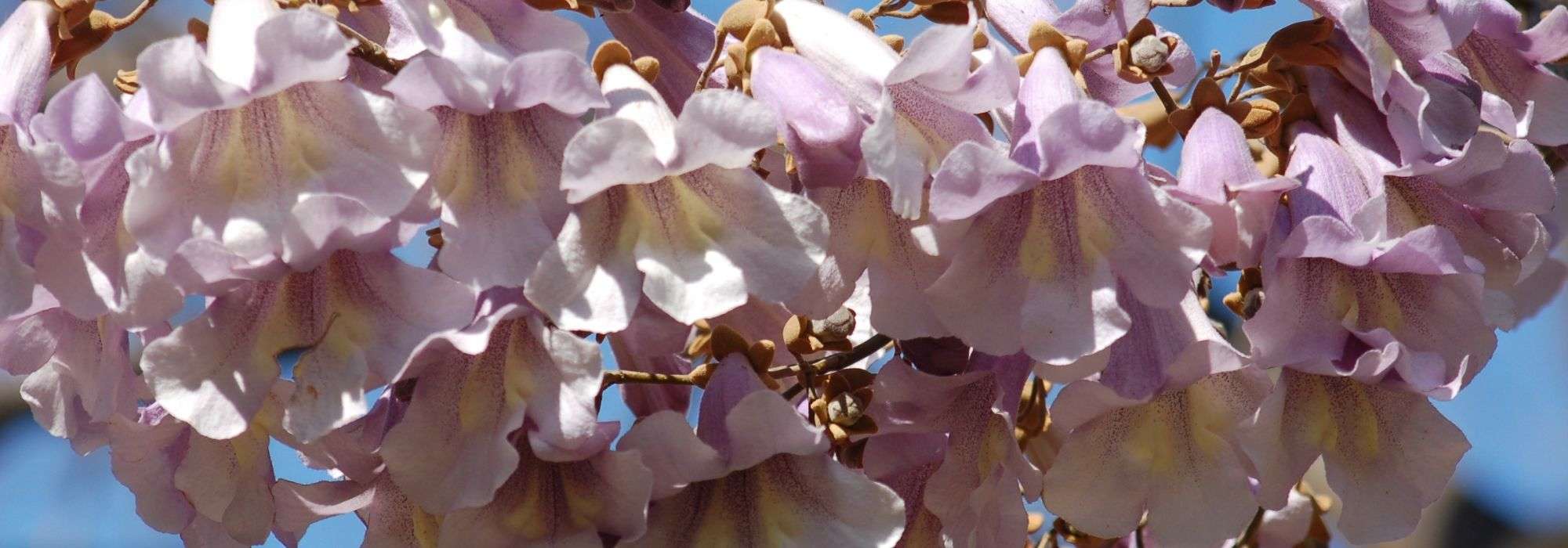 Paulownia, imperial tree: planting, cultivation and care