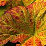 Petasites: planting, cultivation, care