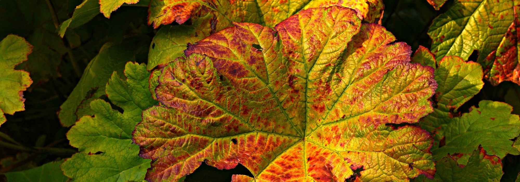 Petasites: planting, cultivation, care