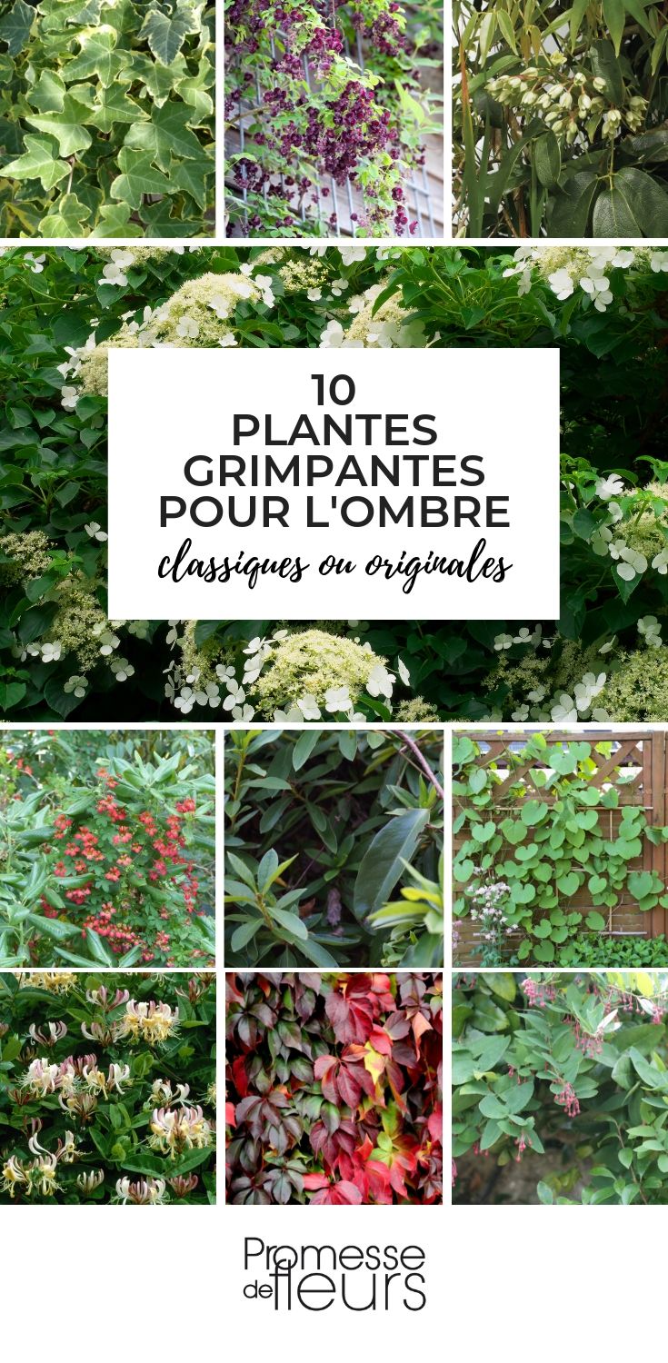 Climbing Plants for Shady Areas