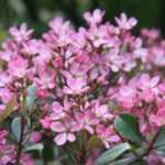 Rhaphiolepis: planting, pruning, care