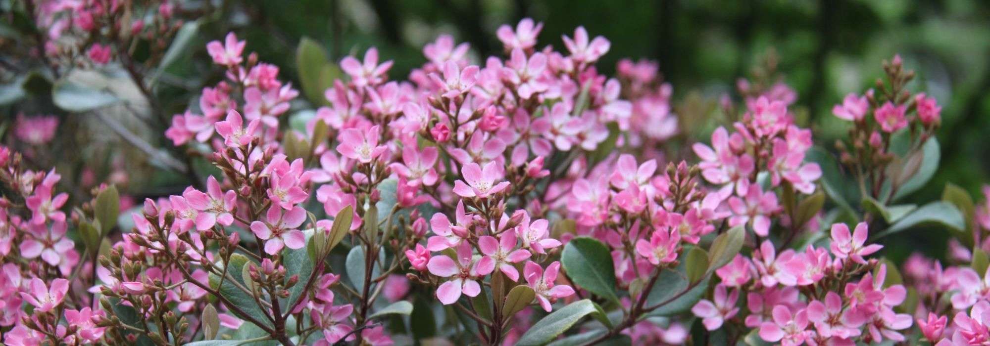 Rhaphiolepis: planting, pruning, care