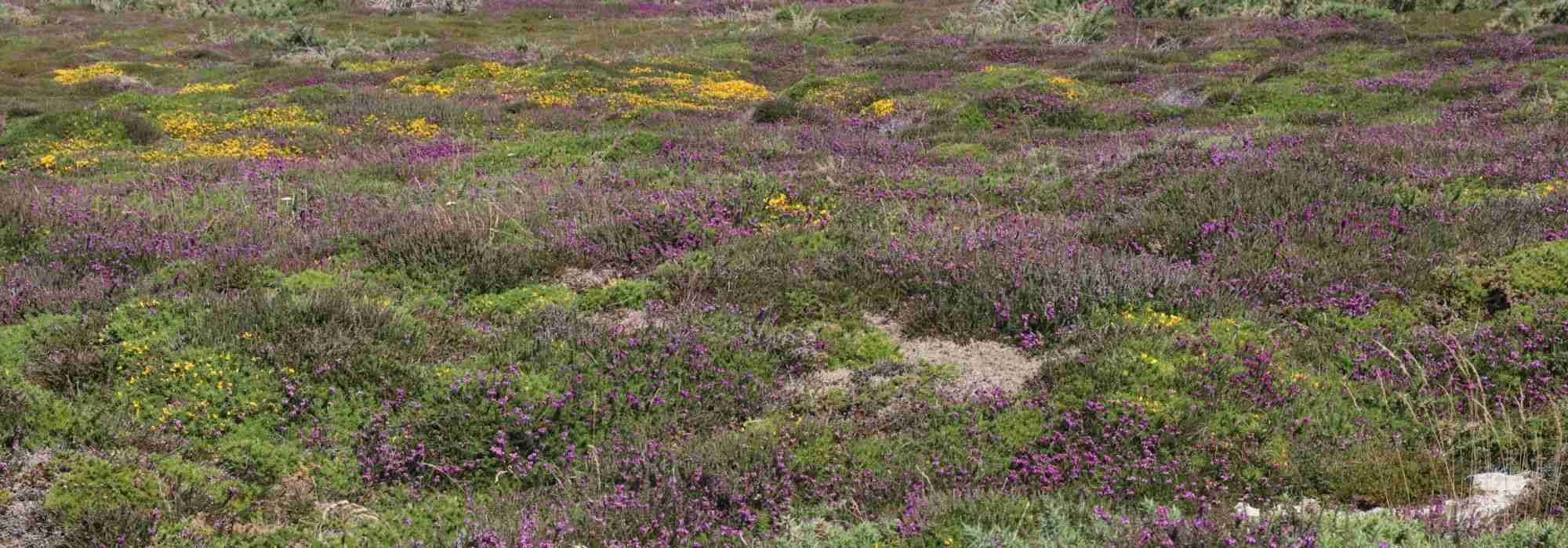 Heather soil: how to use it well in the garden?