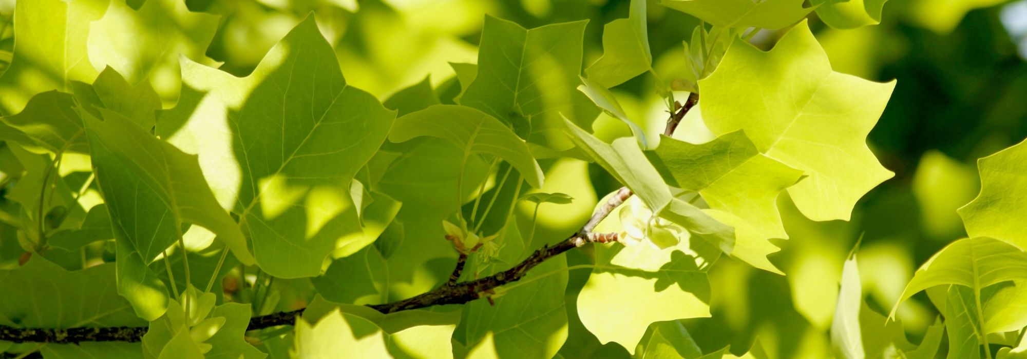 Tulip tree, Liriodendron: planting, care