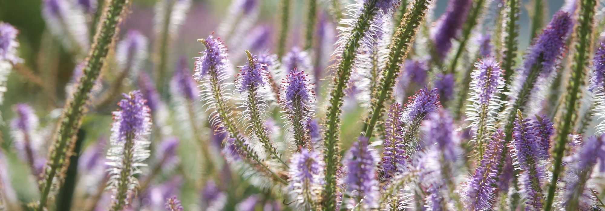 Veronicastrum virginicum, Culver's root: planting, growing