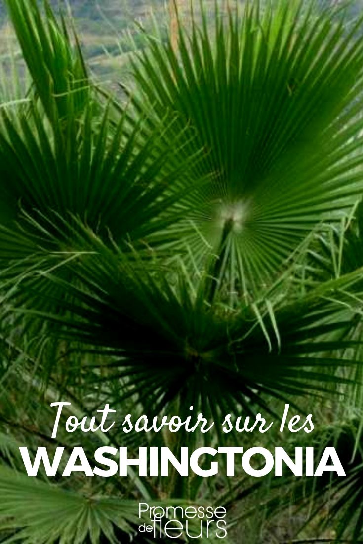 Washingtonia, the Mexican Palm: Planting and Care