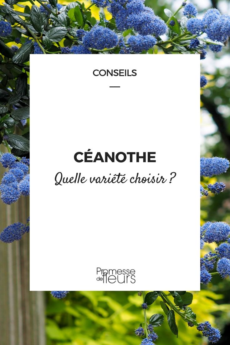 Ceanothus: Choosing the Right Variety