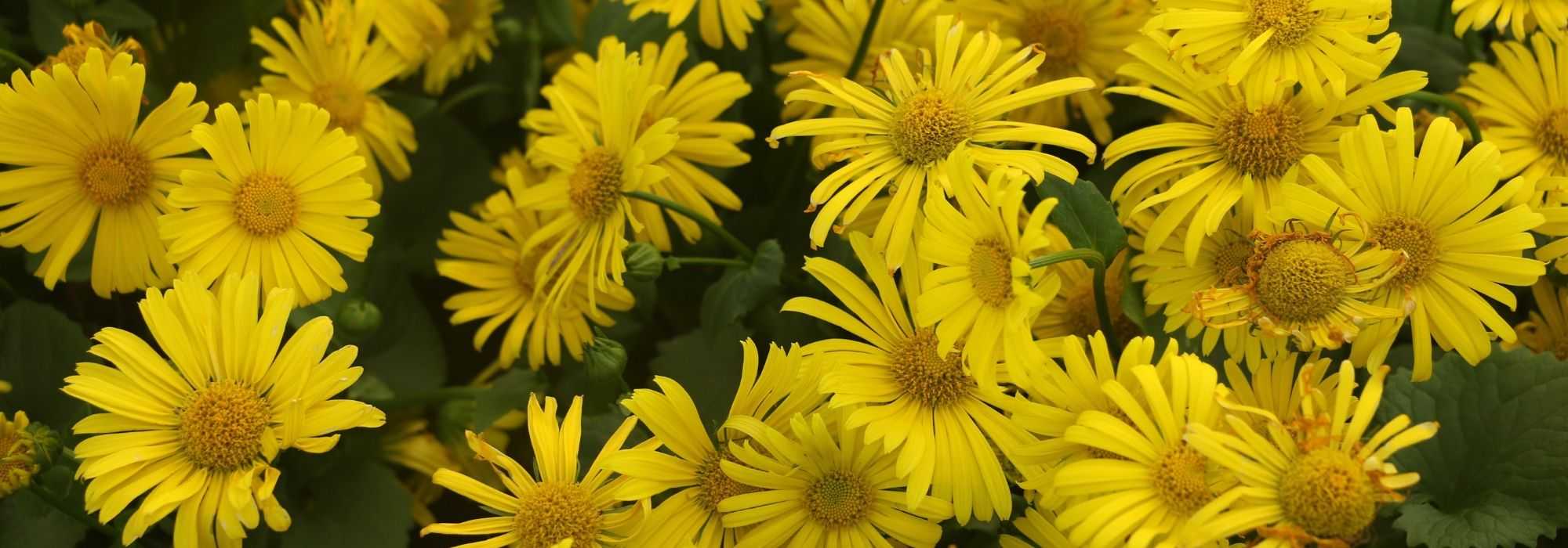 Doronic, Doronicum: planting, propagating and care