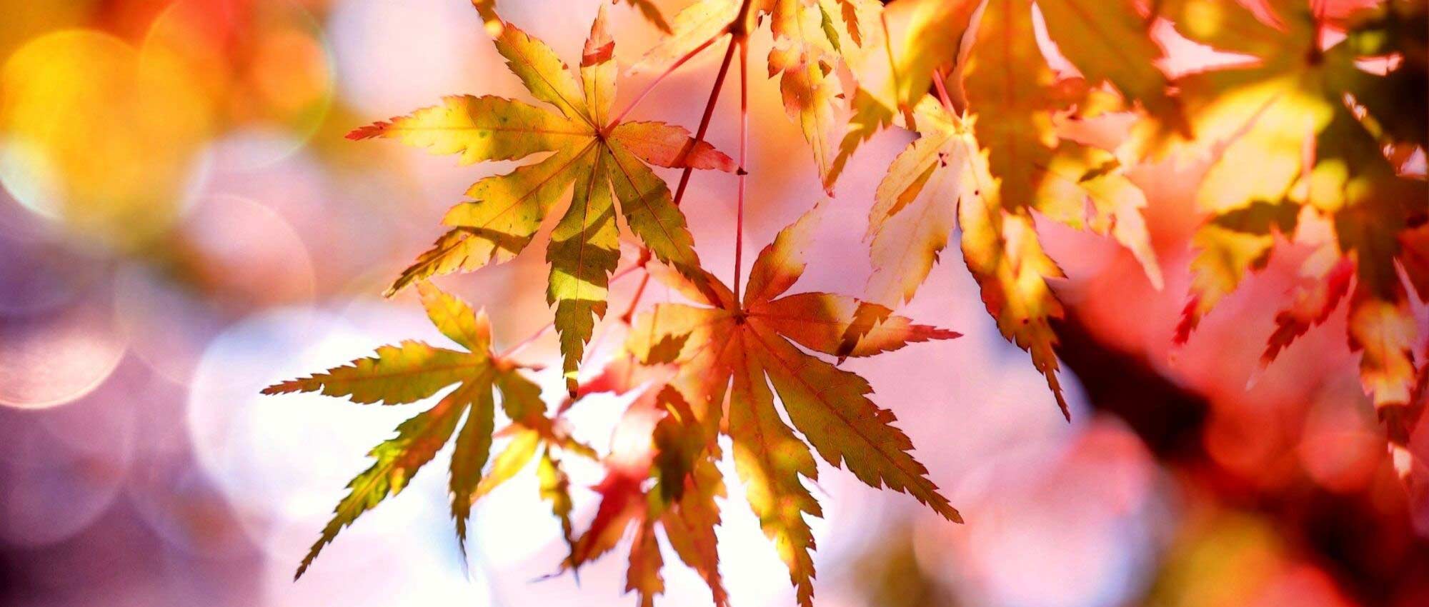 Japanese maples: how to choose the right variety?