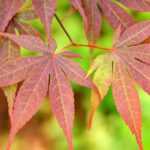 Japanese dwarf maples: the best varieties