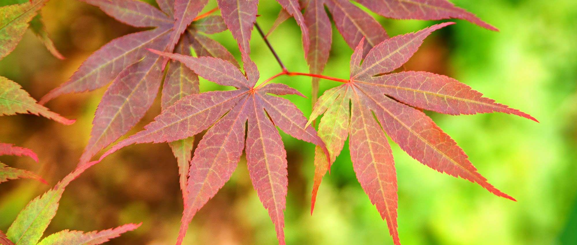 Japanese dwarf maples: the best varieties