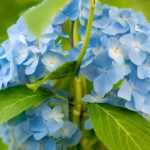 Hydrangea: 7 ideas to pair it with