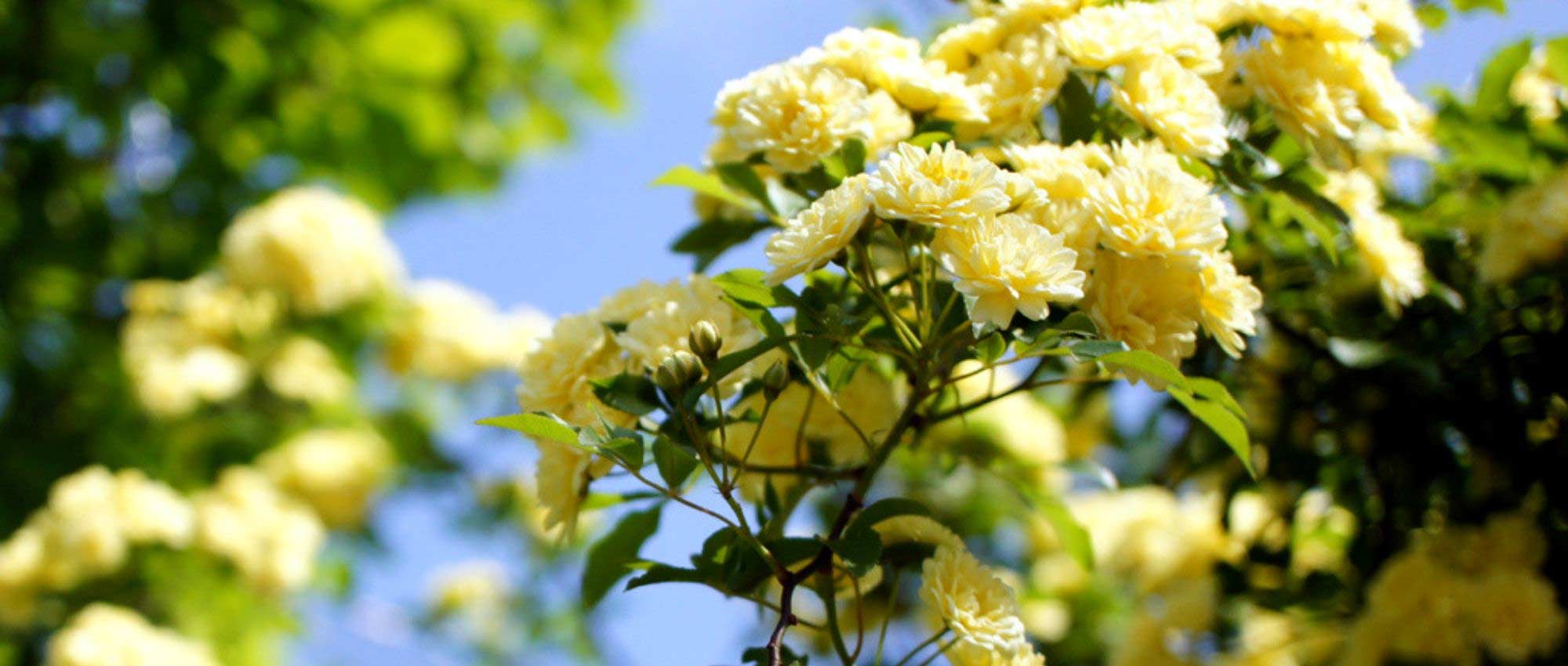 Rose lianas: the 10 best varieties