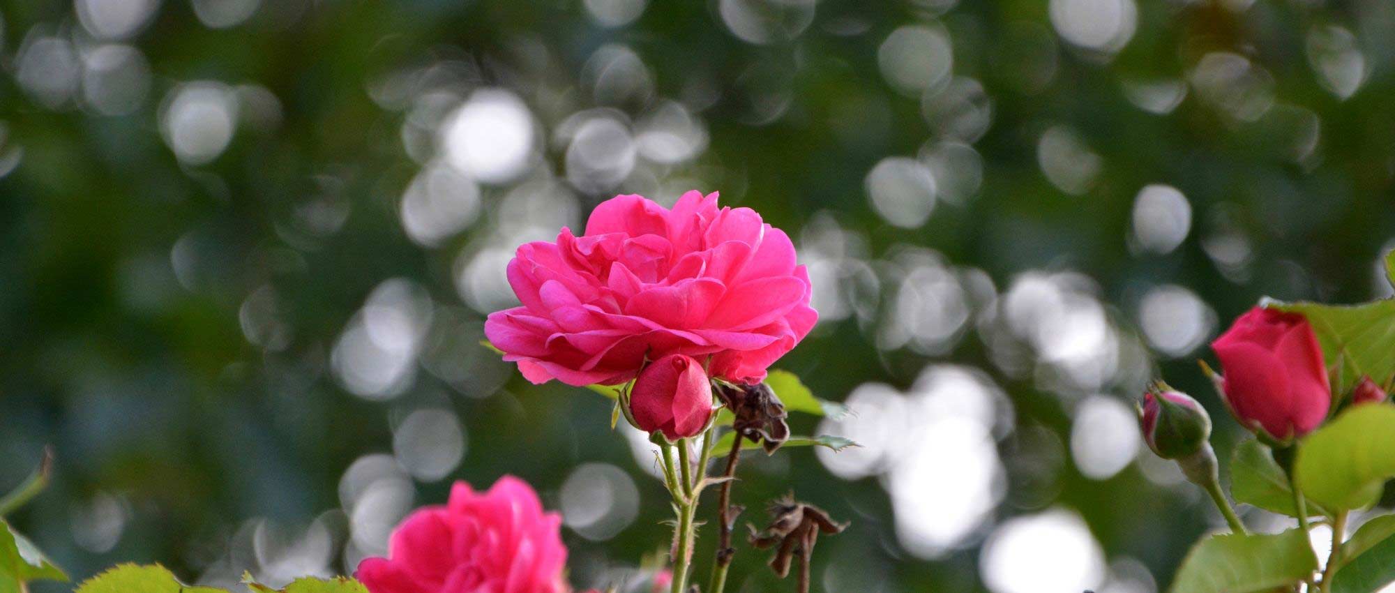 Climbing roses: the 10 best varieties