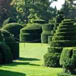 Topiary: 8 bushes perfectly suited