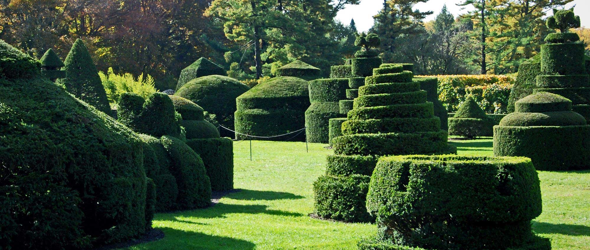 Topiary: 8 bushes perfectly suited