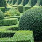 Topiary: when and how to prune them?