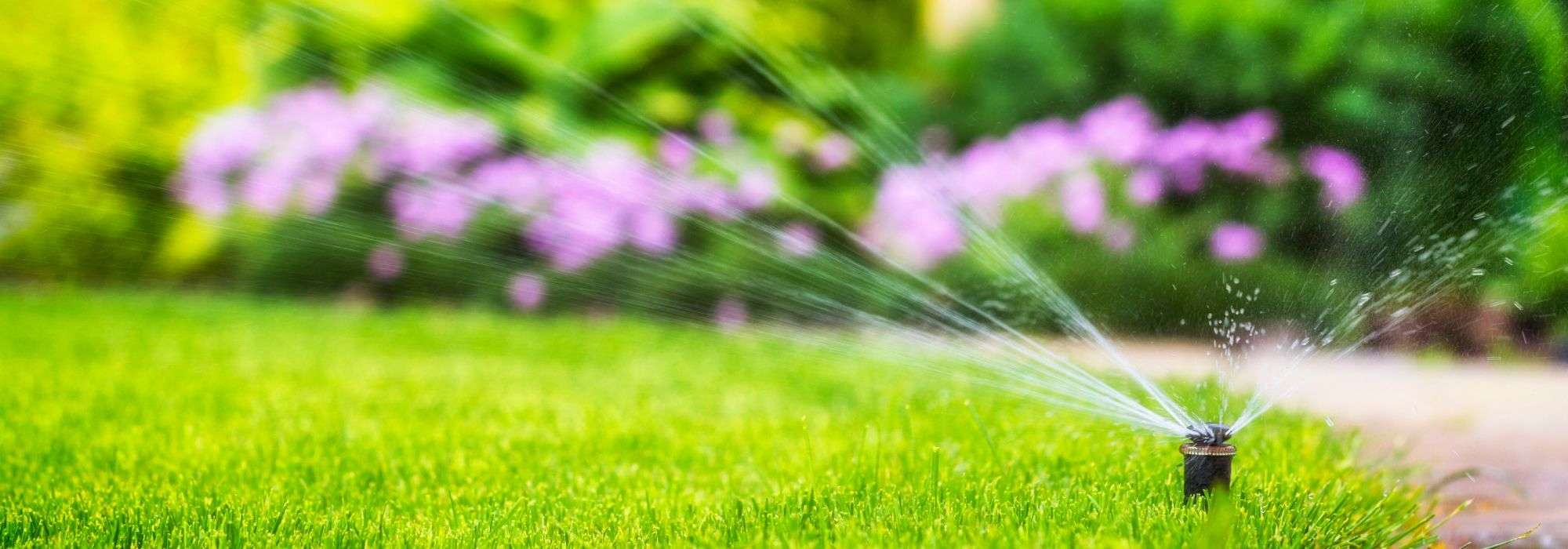 Automatic watering: different systems, which one to choose?