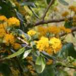Azara: planting, pruning and care