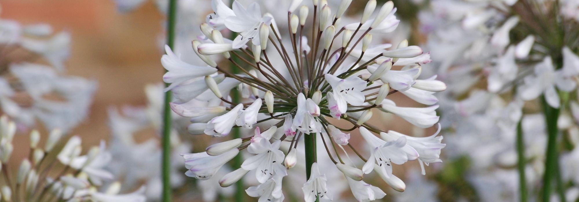 Agapanthus: 6 ideas for successful plant combinations