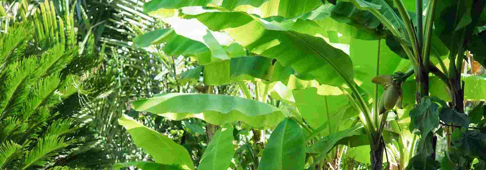 Potted Banana tree: planting and care
