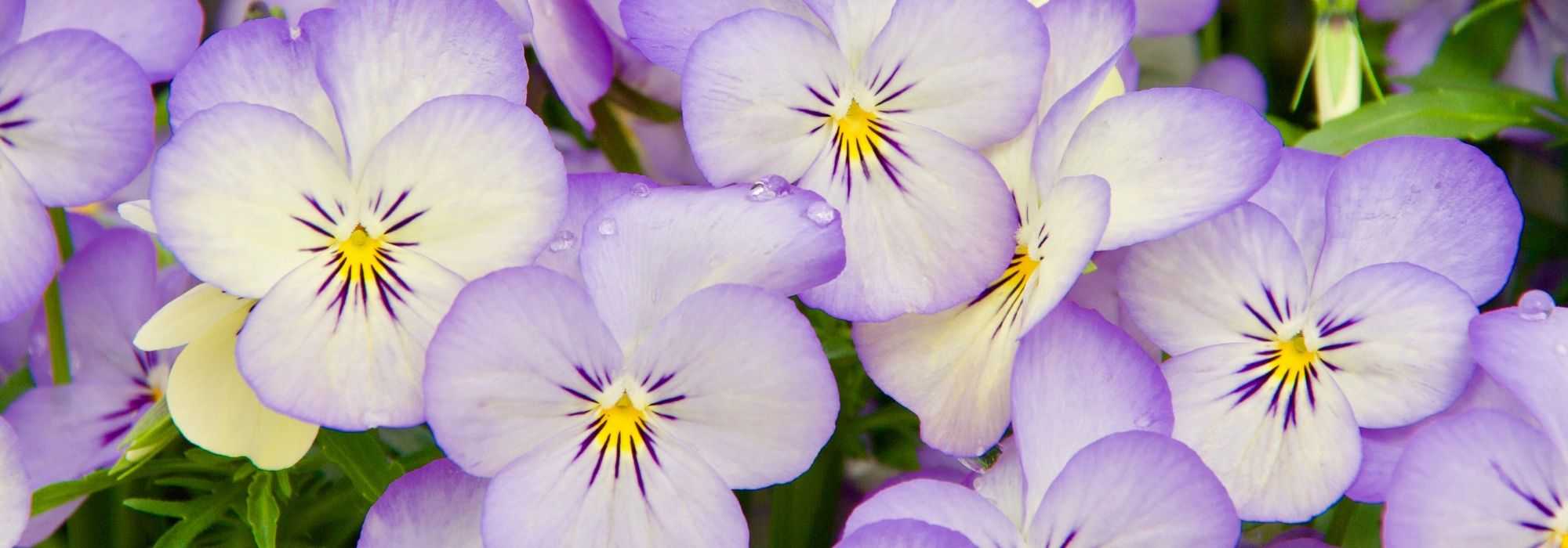 Autumn biennials: 6 successful plant combinations