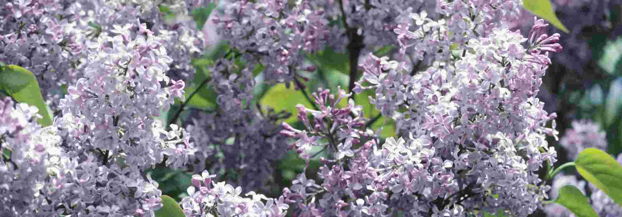How to take lilac cuttings?