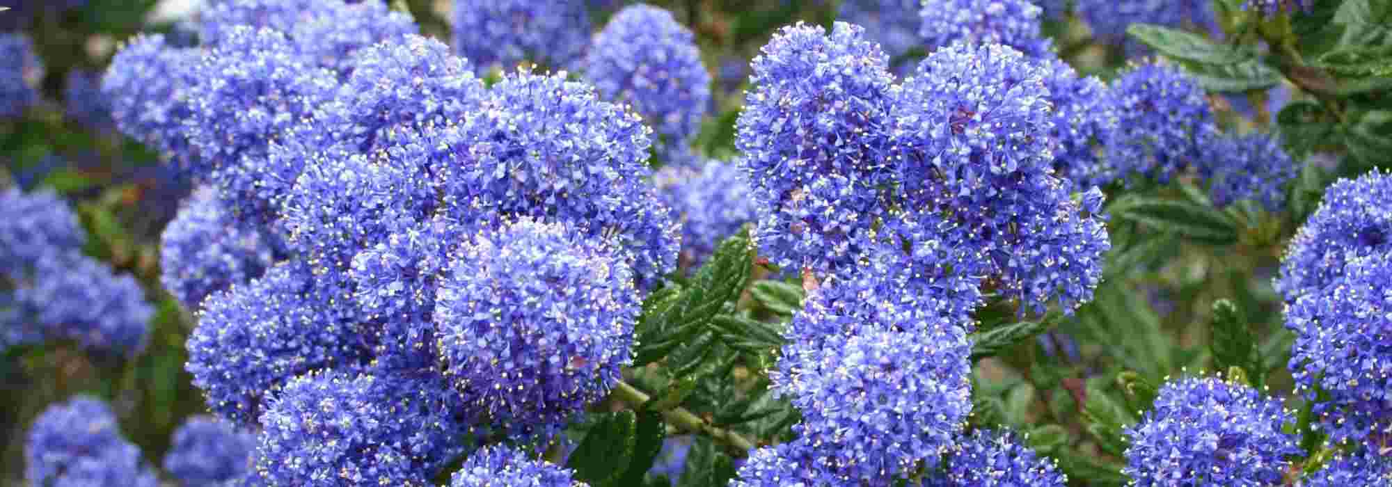 Ceanothus: how to choose your Californian lilac
