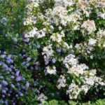 Ceanothus: 5 ideas for successful combinations