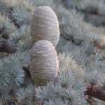 Cedar: planting, pruning and care