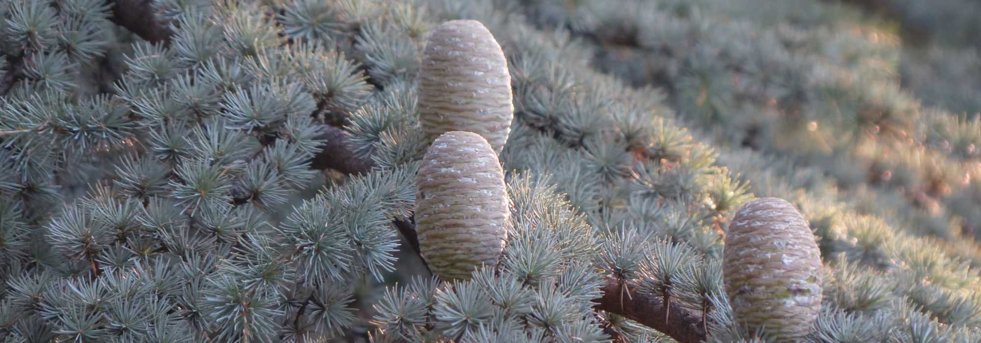 Cedar: planting, pruning and care