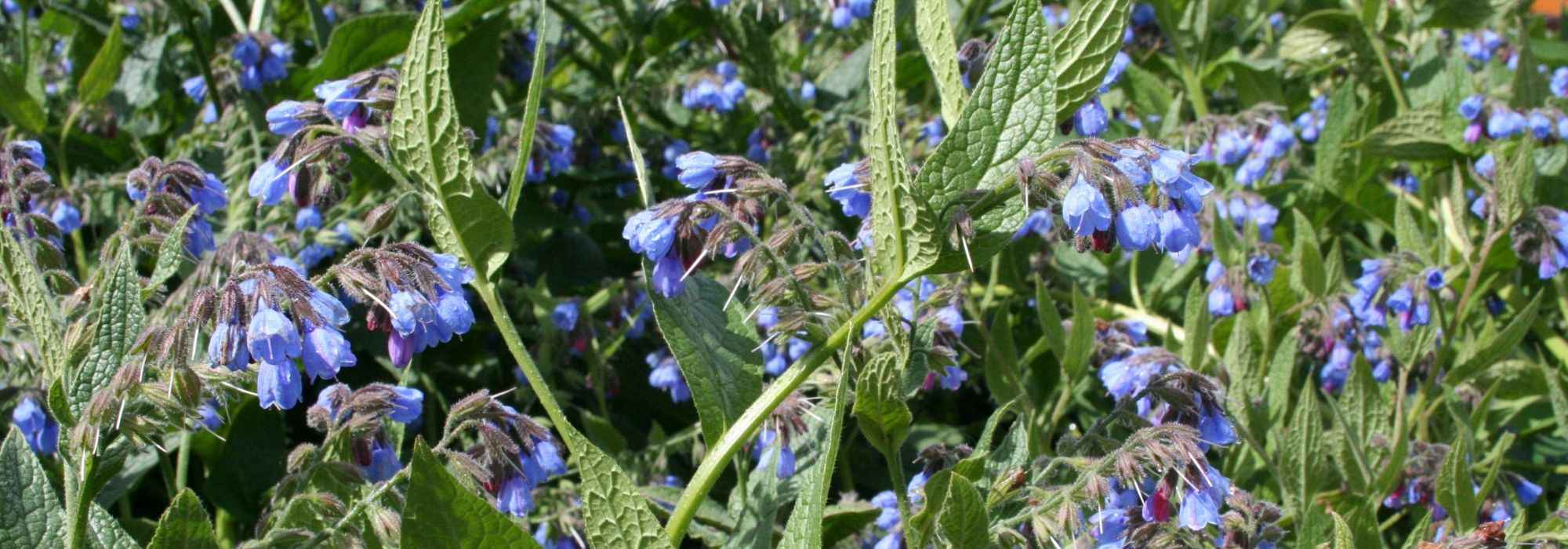 Comfrey: planting, sowing, uses
