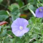 Convolvulus, Turkish Convolvulus: sow, plant, care for
