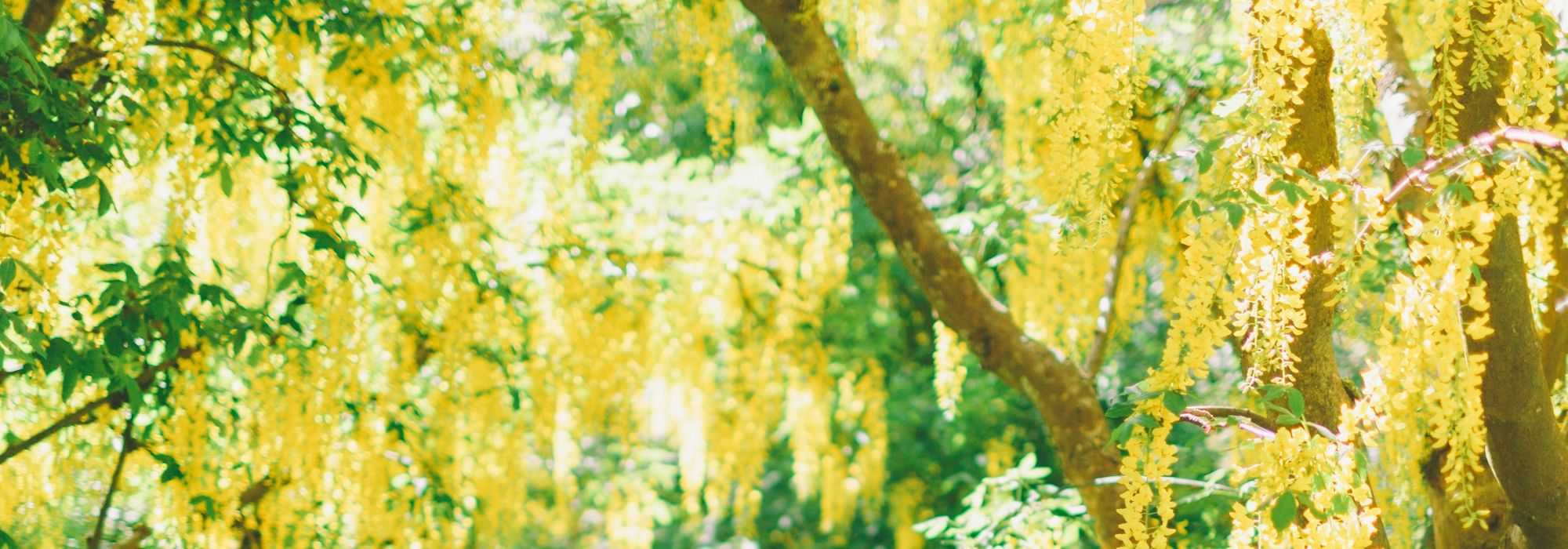 Laburnum: planting, pruning and care